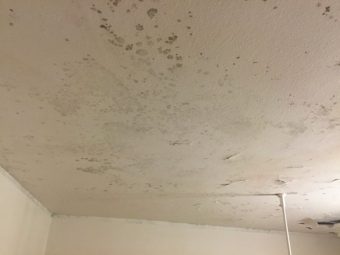 Tak med mögelskador och flagnande färg, synliga avlagringar och mörka fläckar trots tidigare behandling.