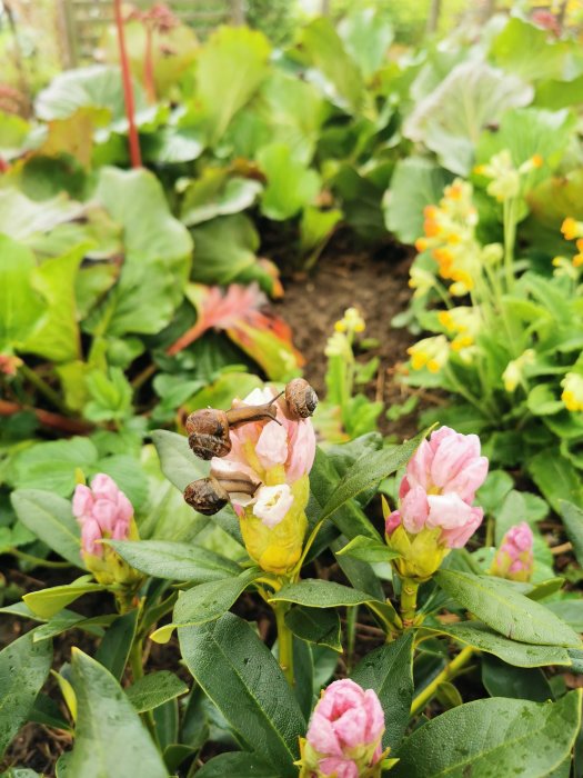 Nästan utslagen rhododendron med snäckor på blommorna i en trädgård.