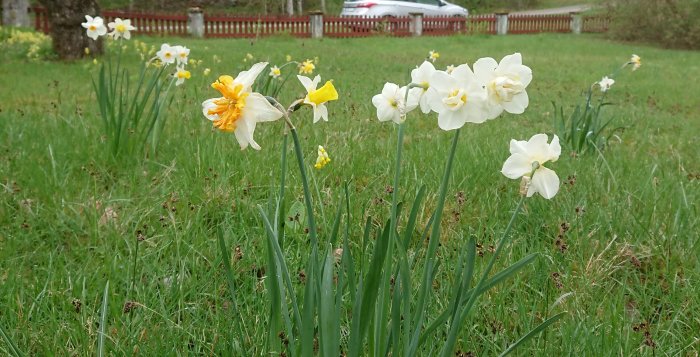 Blommande narcisser i olika nyanser av gult och vitt på en äng med gräs och ett staket i bakgrunden.