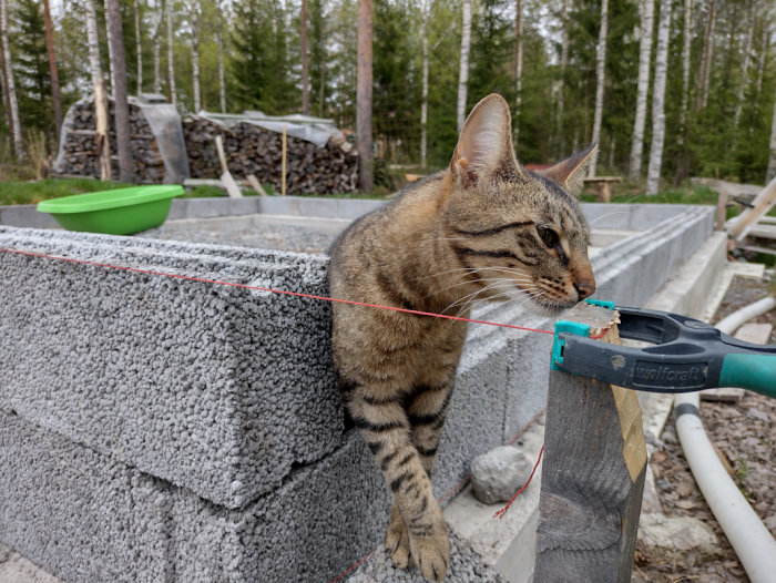 Katt leker med murarsnöre vid pågående bygge utomhus.