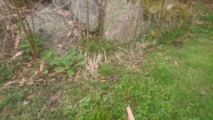 Ett parkslidebestånd med en närbild av ett gräsområde och ett 11 cm högt skott, markerat med en tumstock.