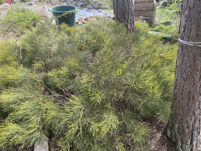 Vildvuxen buske med gröna grenar och gula blomställningar, intill träd och grushög.