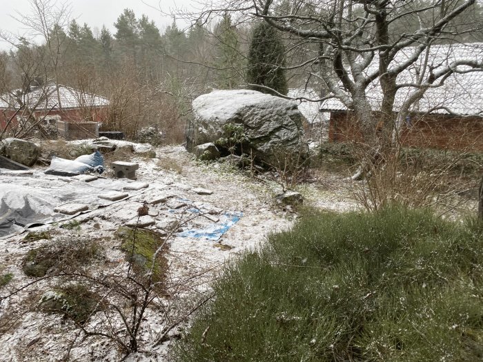 En vinterträdgård med barrväxt i förgrunden, snötäckta stenar och träd samt byggnader i bakgrunden.