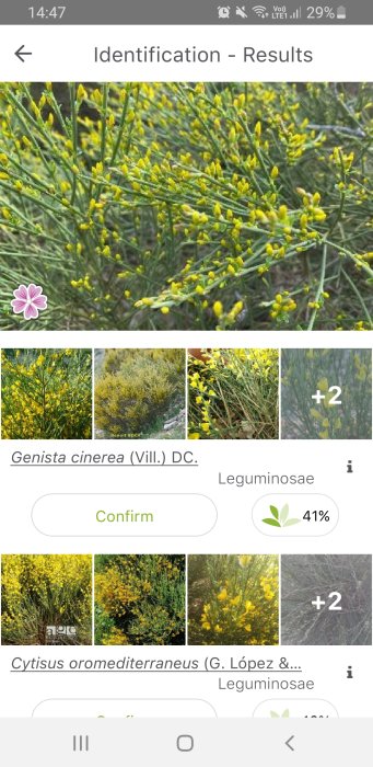 Skärmdump av en växtidentifieringsapp som visar ginstarten Genista cinerea och andra liknande arter.