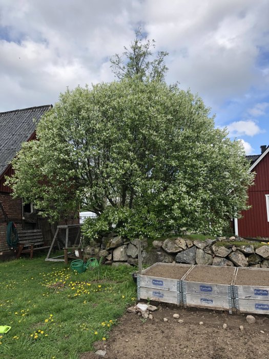 Häggträd i full blom med vita blommor i en trädgård, stenmur bakom och en upphöjd odlingsbädd i förgrunden.