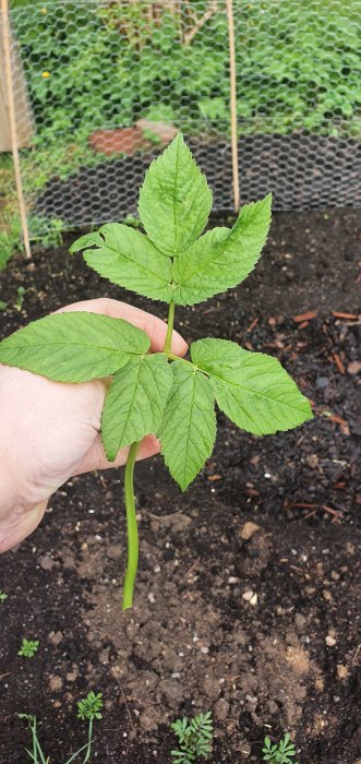 Hand håller upp en planta med tre gröna blad i ett trädgårdsland.