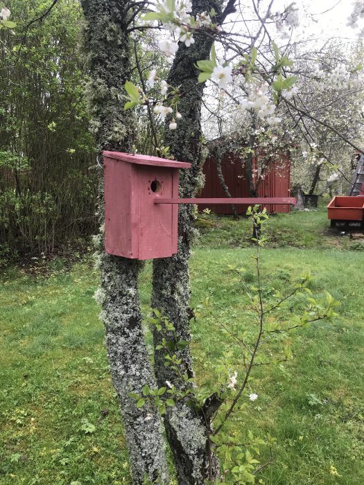 Rosa målad holk upphängd på blommande körsbärsträd med lavbeklädd stam.