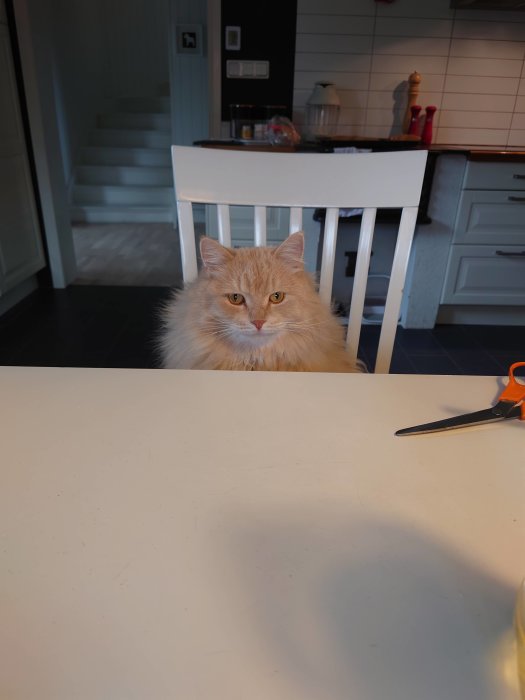 Fluffig orange katt sitter på en stol vid köksbordet och tittar in i kameran.