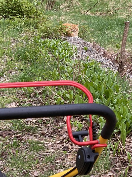 En röd gräsklippare i förgrunden med en observant katt som tittar på i bakgrunden mot en grönskande trädgård.