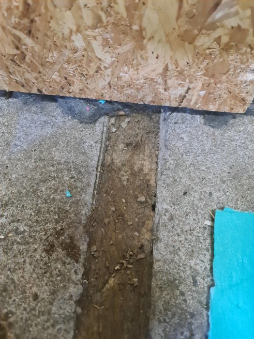 Murken träregel som sticker ut från betonggolvet under en OSB-skiva i ett garage.