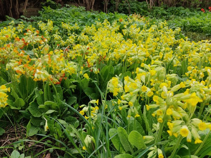 Fält av gullvivor i olika blomstadien med frodig grönska och mossig jord.