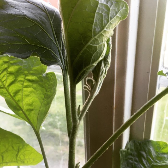 Aubergineplantor med stora gröna blad och knoppar framför ett fönster.