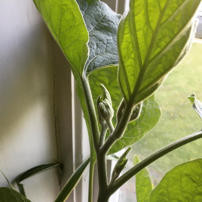 Aubergineplantor inomhus med knoppar nära att blomma vid ett fönster.