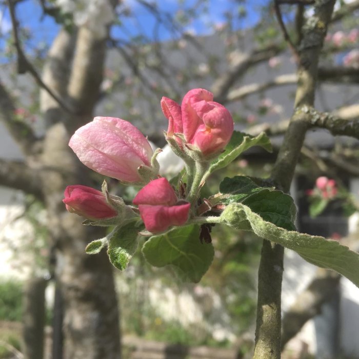 Närbild av blommande äppelträdsgren med rosa knoppar på en innergård.