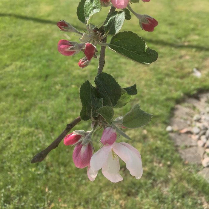 Äppelträds gren med blommande knoppar och öppna vita blommor mot suddig bakgrund av en gräsmatta.