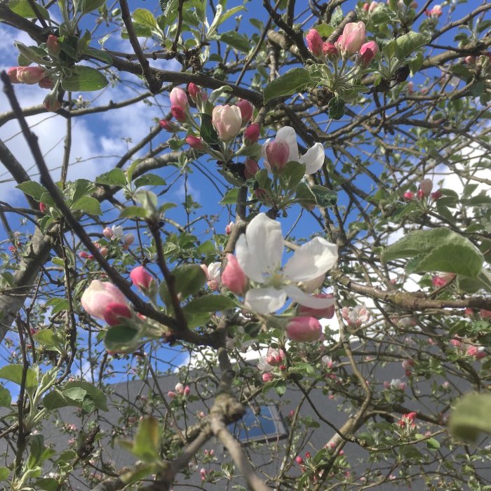 Blommande äppelträd med öppna vita blommor och rosa knoppar mot blå himmel.