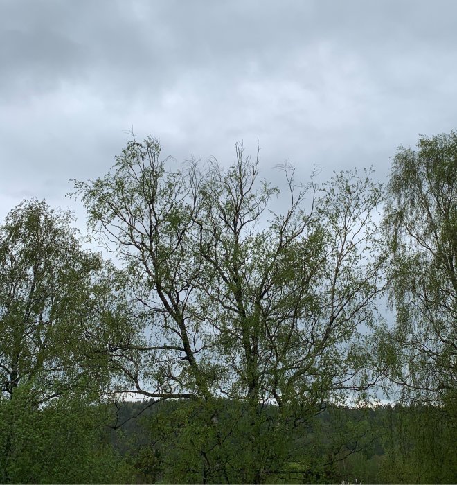 Björk med bar krona bland andra träd mot molnig himmel, som tecken på möjlig sjukdom eller stress.