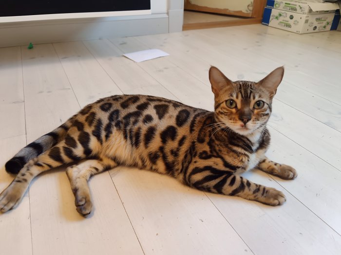 Bengalisk katt ligger på ett trägolv inomhus med fundersam blick.