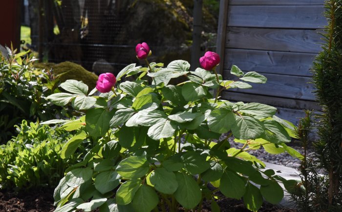 Paeonia obovata, eller lackpion, med purpurfärgade knoppar i en trädgård.