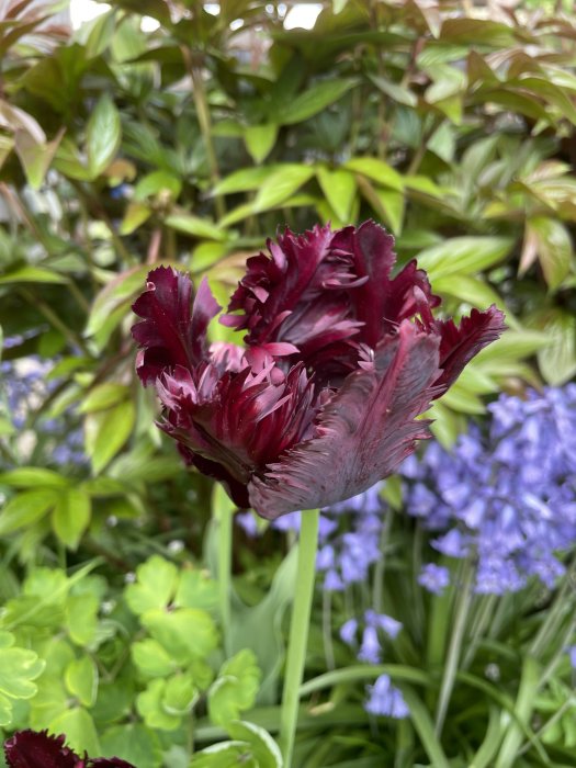 Färgstark mörkröd fransad tulpan med grönska och blå blommor i bakgrunden.