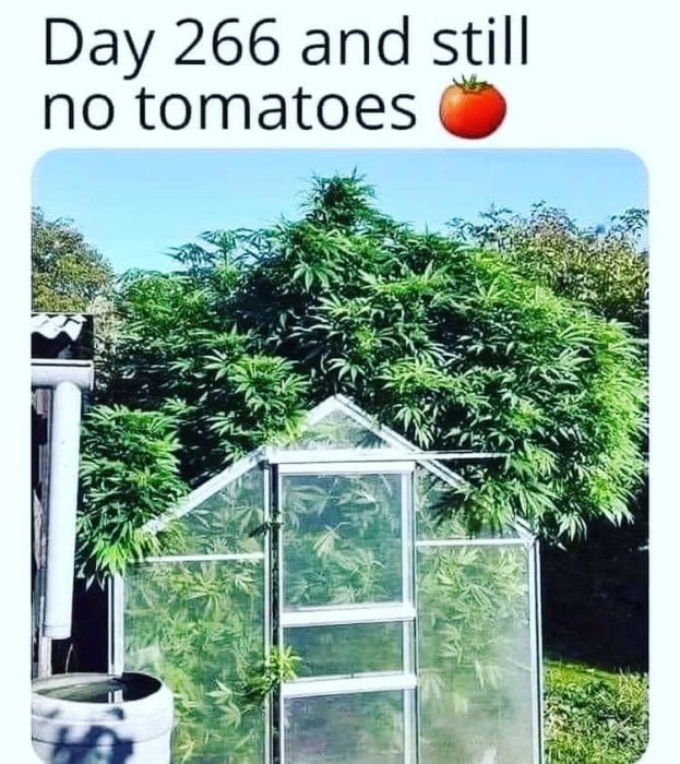 Ett växthus övertäckt av gröna lövverk av växter men inga tomater syns, med texten "Day 266 and still no tomatoes".