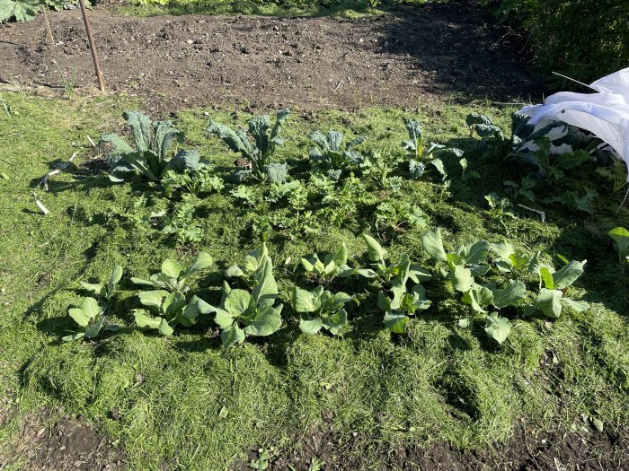 Kålväxter i kluster växer frodigt på en välunderhållen grönsaksodling med täckduk i bakgrunden.