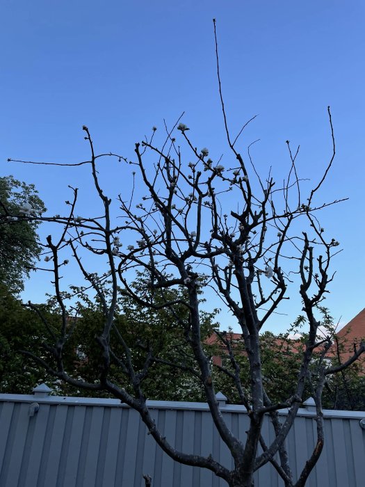 Äppelträd som blommar utan blad efter att ha flyttats, mot en klarblå himmel.