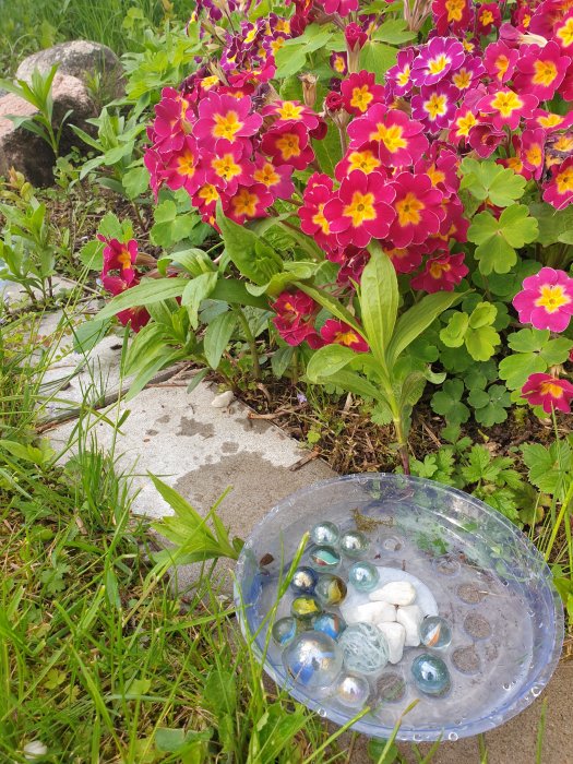 En plastskål med dekorativa stenar ligger på marken bredvid en blommande buske med rosa och gula primulor.