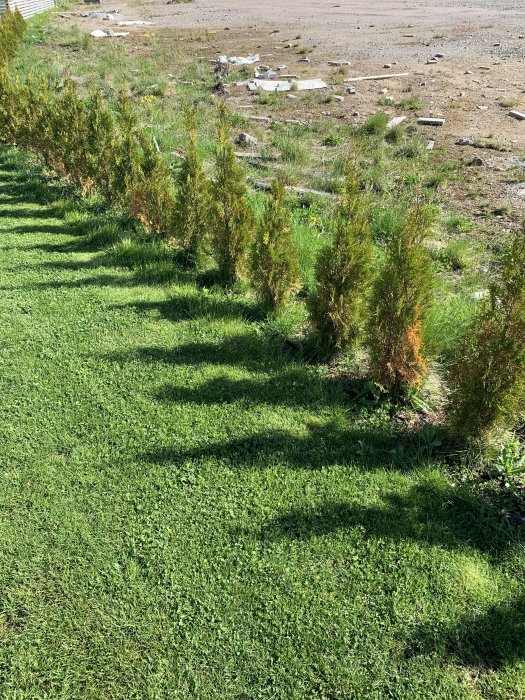 Thujahäck med plantor som visar tecken på gulnande grenverk på en gräsmatta, med byggmaterial i bakgrunden.