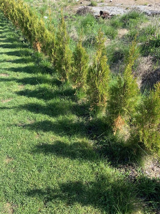 Rad av thuja-plantor på en gräsmatta med varierande grad av gulnande grenverk.