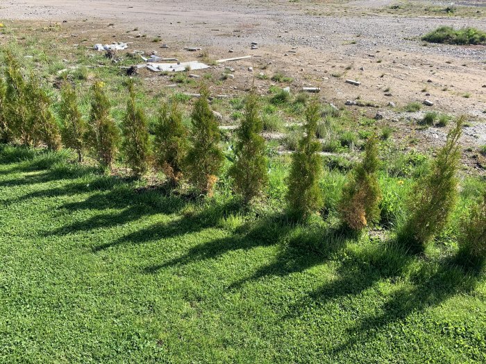 Rad av thuja plantor i varierande hälsotillstånd, vissa med gulnande grenverk, på en solig dag.