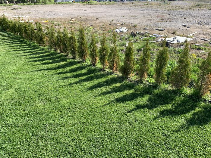 Häck av thuja med påtaglig gulnande på vissa grenverk, planterad på en gräsmatta.