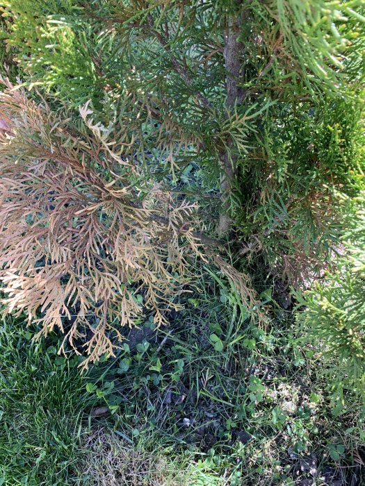 Thuja med grenar som delvis har blivit gula mot en bakgrund av grön och hälsosam växtlighet.