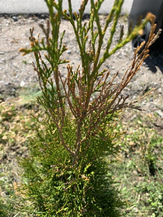 Thuja planta med delar av grenverket som blivit gula, mot en suddig bakgrund.