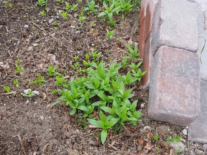Trädgårdsland med ogräs och täta gröna blad vid en stenplatta.
