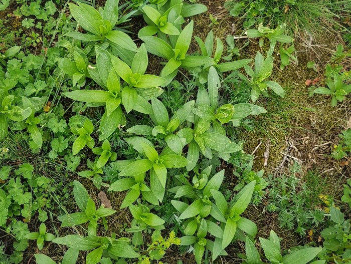 Tätväxande gröna plantor och ogräs i trädgård som bildar ett rotverk.