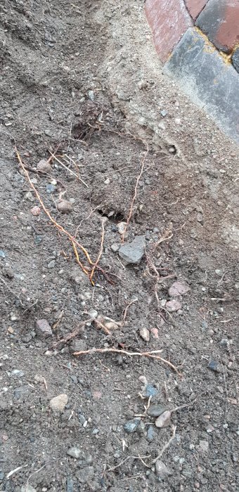 Jord och rötter nära en tegelvägg, som antyder grävningsarbete eller förberedelse för byggprojekt.