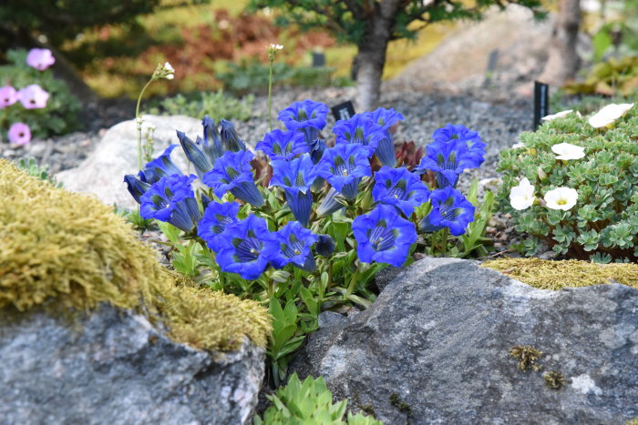 Alpgentianor med intensivt blå blommor i en stenig trädgård med mossa och andra växter.