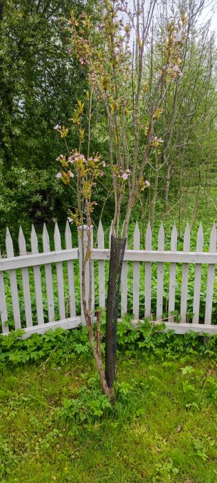 Ett skadat japanskt körsbärsträd med få grenar bredvid ett vitt staket, skyddat med nät mot djur.