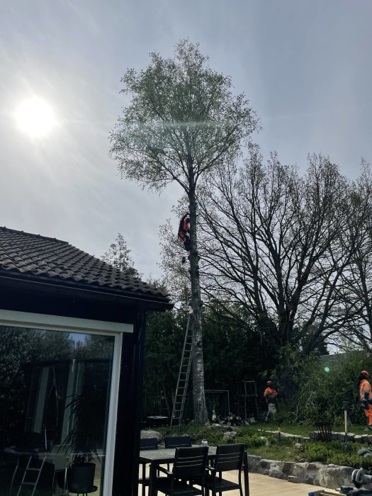 Bild på en person som arbetar högt upp i en björk som står nära ett hus, med en stege och en altan i förgrunden.