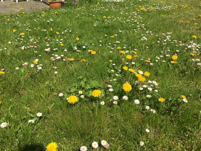 Oklippt gräsmatta med maskrosor och prästkragar som gynnar pollinatörer.