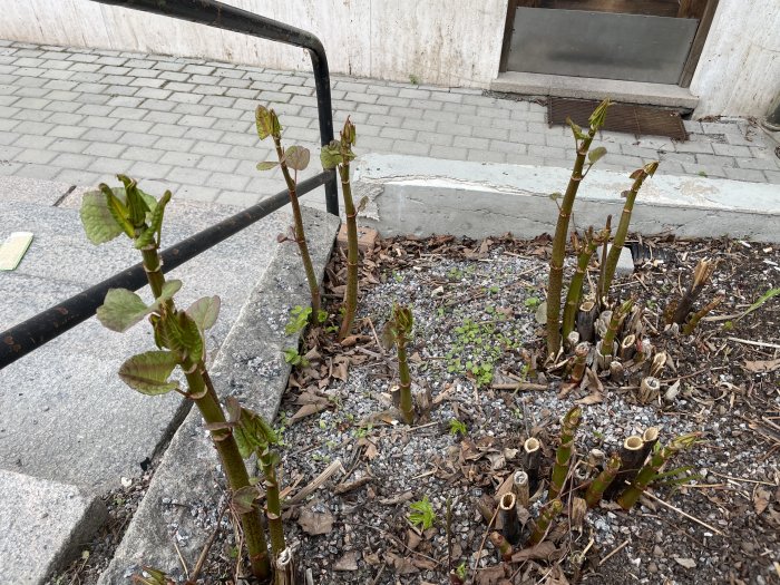 Bild på beskurna buskar med utslagande knoppar, förmodligen Parkslide, utanför en byggnad.