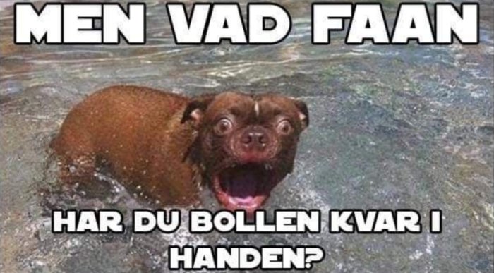 Hund med öppen mun och överraskat uttryck i vatten med texten "MEN VAD FAAAN HAR DU BOLLEN KVAR I HANDEN?