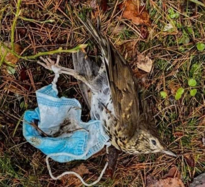 Använd munskydd i naturen orsakar skada på fågel.