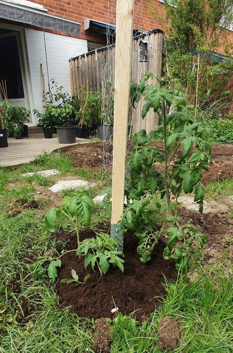 Nyplanterad tomatplanta med stödpåle i trädgård med lerjord.