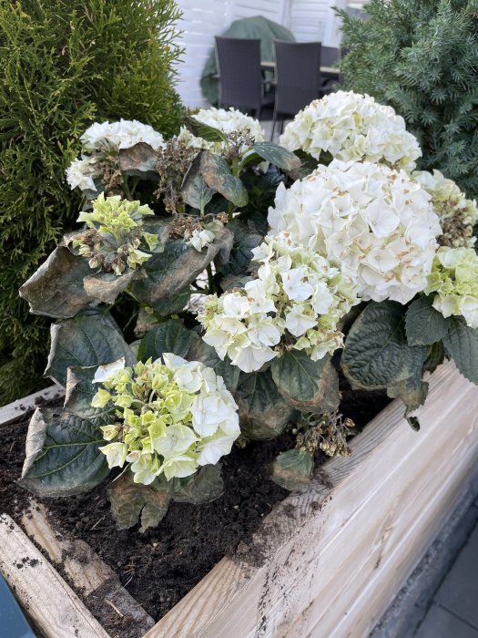 Hortensia med visset bladverk och hälsosamma vita blommor planterad i en träblomlåda utomhus.