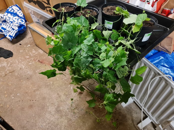 Gurkplantor omlott i svarta krukor på ett golv i ett oorganiserat växtrum.