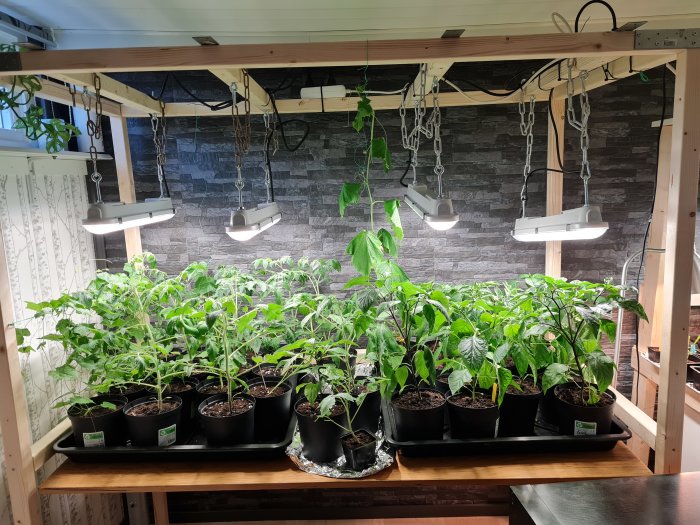 Inomhusodling av gurkplantor under växtbelysning på en bänk mot en stenvägg.