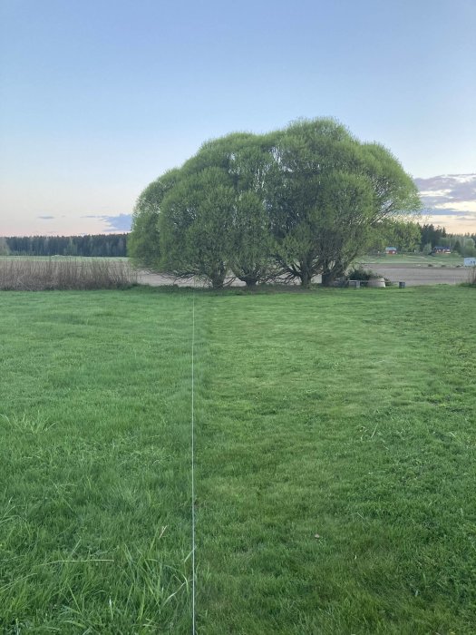 Ett stort pilträd med frodig grönska på en öppen gräsmark vid skymning.
