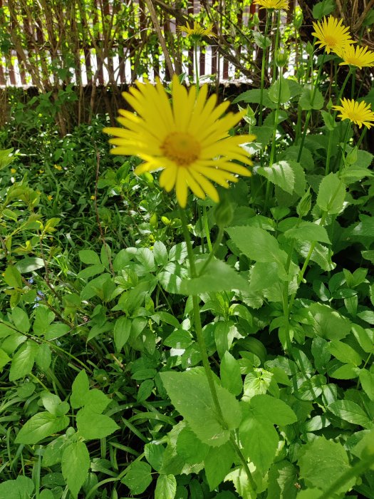 Gula vilda blommor med grova stjälkar och grönt bladverk i trädgårdshallvskugga.